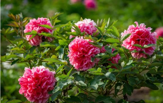 3915k1体育十年品牌值得信任(中国游)官方网站