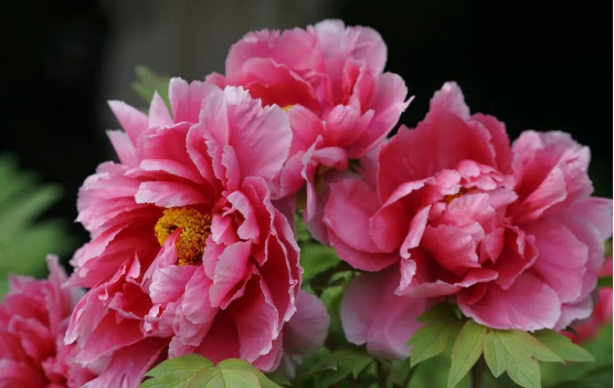 3915k1体育十年品牌值得信任(中国游)官方网站