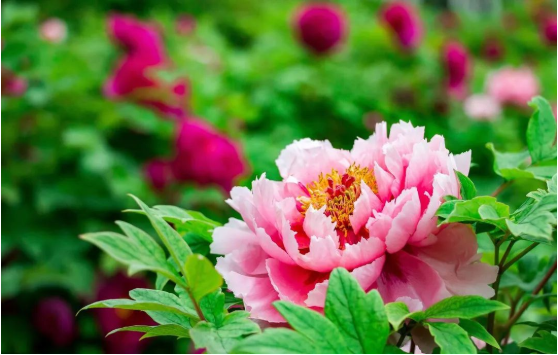 3915k1体育十年品牌值得信任(中国游)官方网站