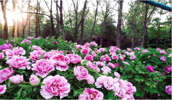 3915k1体育十年品牌值得信任(中国游)官方网站