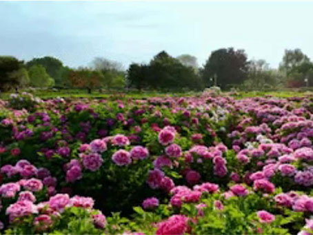 牡丹绽妍 谱写新篇——中集搅拌诚邀您品鉴样车·共赏牡丹