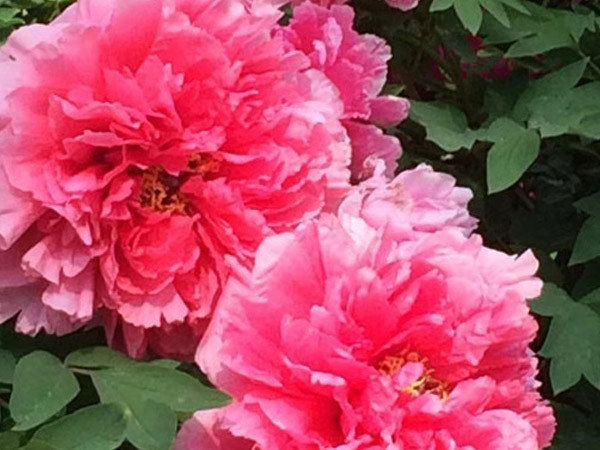 四月眼光齐聚洛阳，牡丹花会惊艳开幕