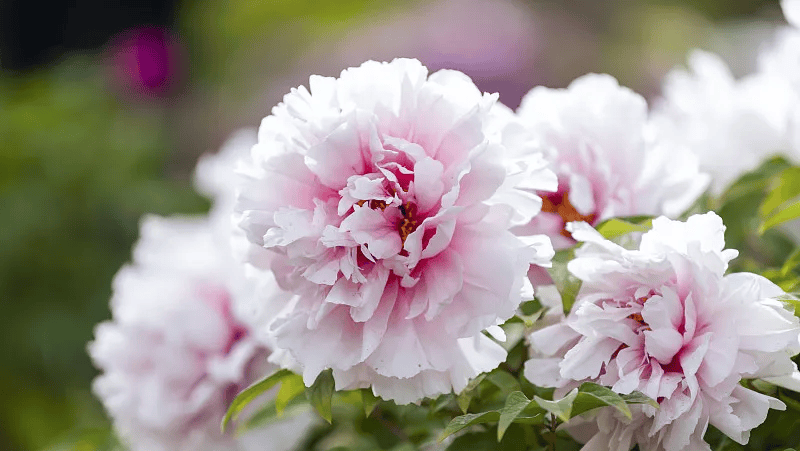 牡丹绽妍 谱写新篇——中集搅拌邀您游洛阳，赏牡丹，品样车，观产线